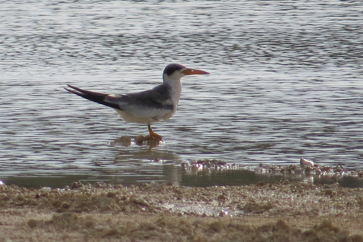 Large-billed Tern - Julia Nadeau Gneckow