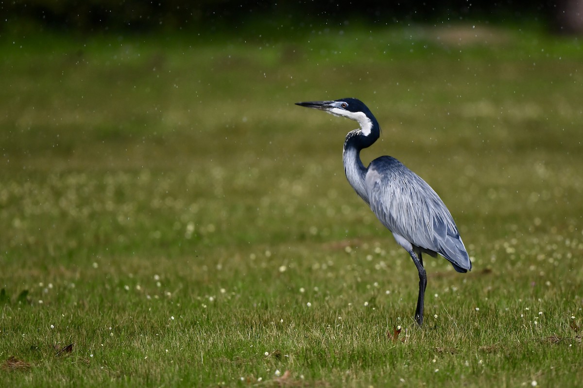 Black-headed Heron - Gerald Friesen