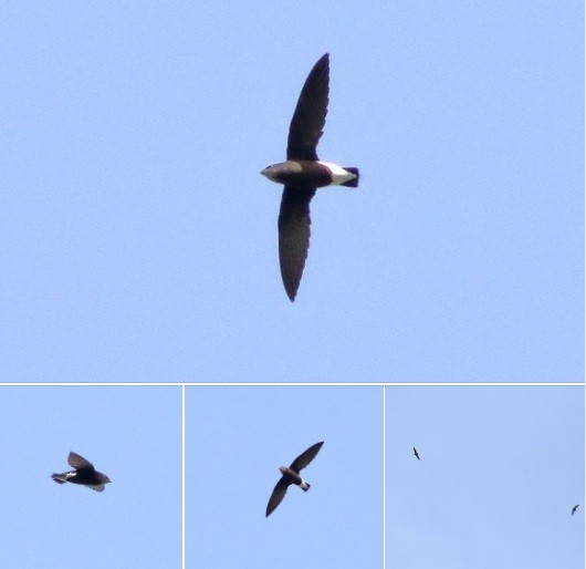 Silver-backed Needletail - CY Low