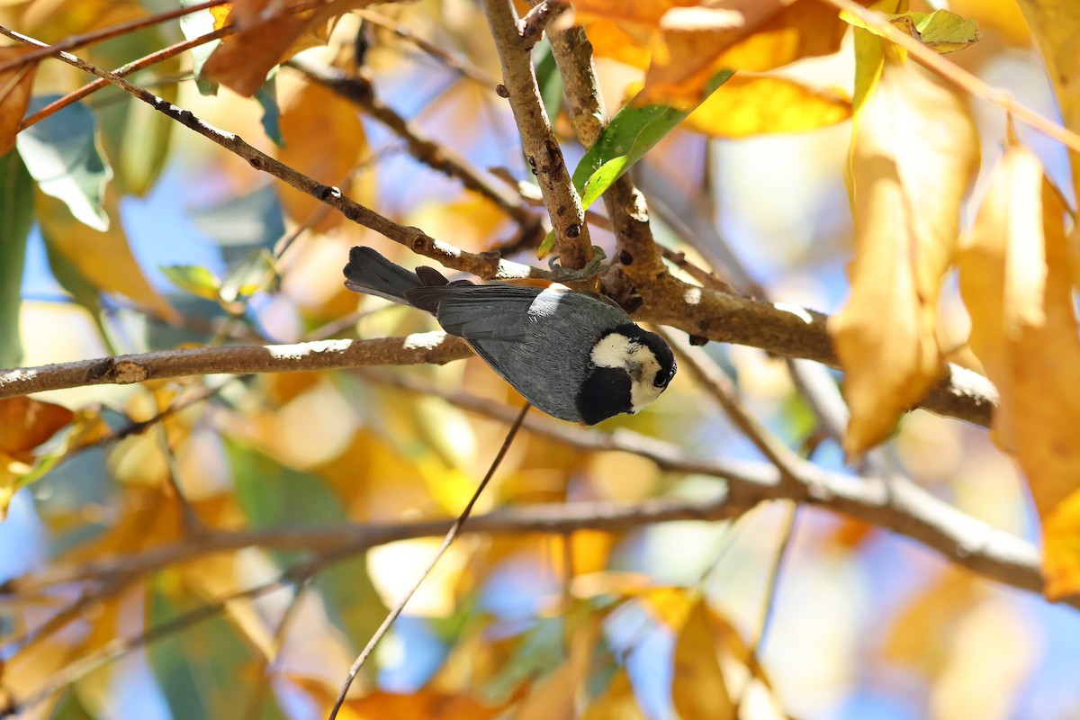 Chestnut-bellied Tit - Jo-Szu [Ross] (若詩) Tsai (蔡)