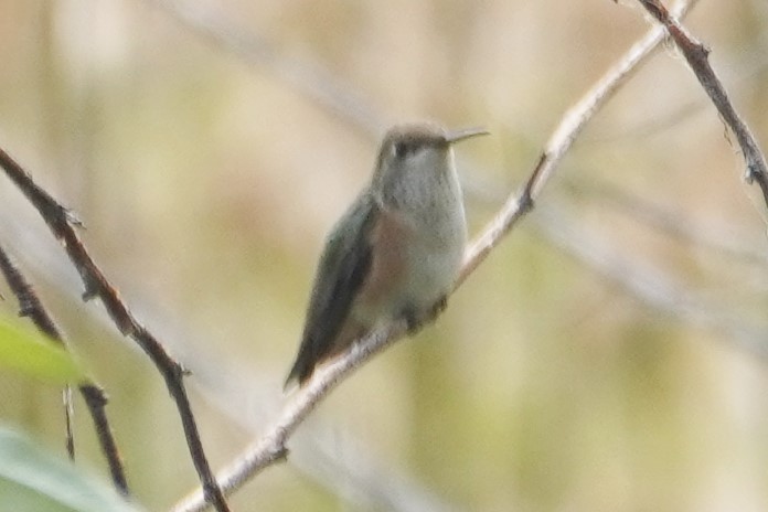 Calliope Hummingbird - ML608514954