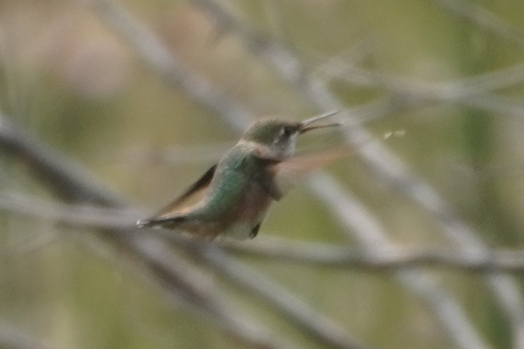 Calliope Hummingbird - ML608514955