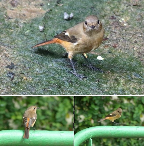 Daurian Redstart - ML608514968