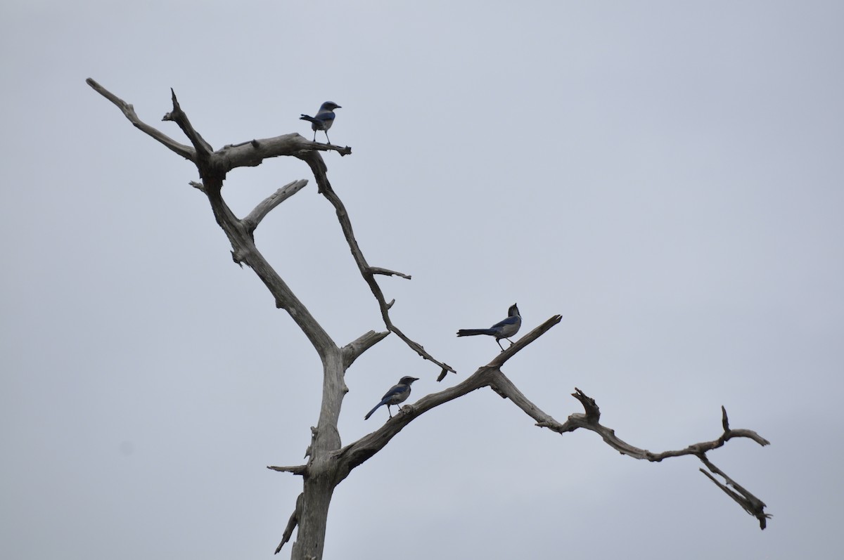 Florida Scrub-Jay - ML608515036