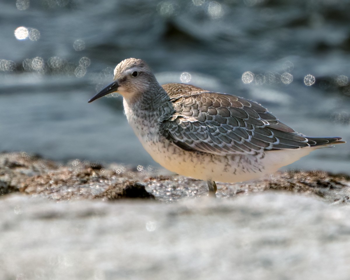 Red Knot - ML608515054