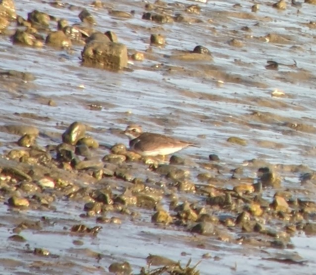 Semipalmated Plover - ML608515078