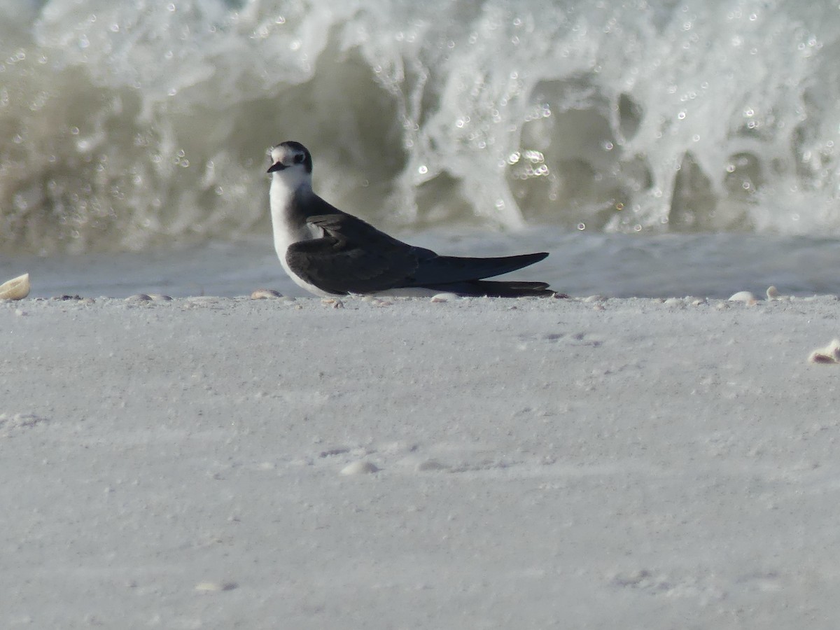 Black Tern - Cindy Olson