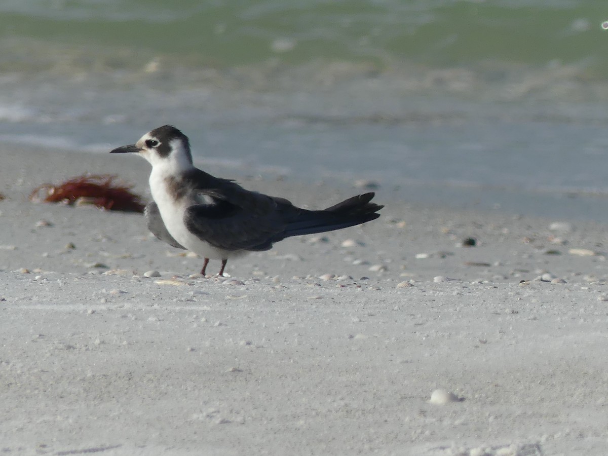 Black Tern - ML608515176