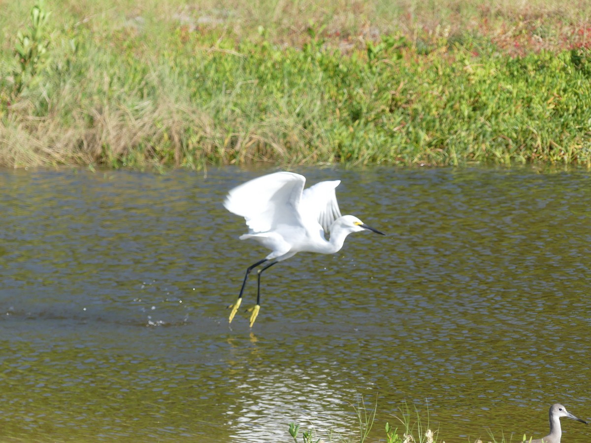 Snowy Egret - ML608515193