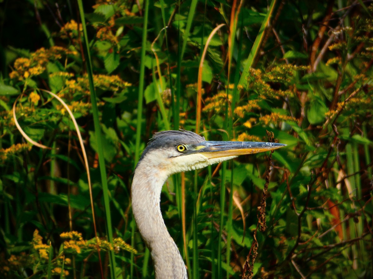 Great Blue Heron - ML608515374