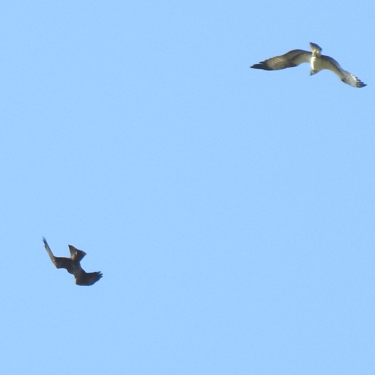 Schwarzmilan - ML608515385