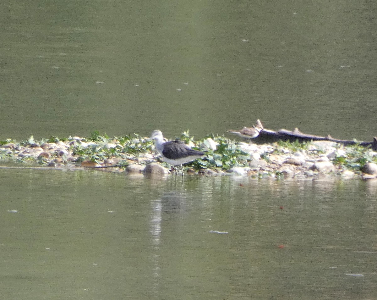 Common Greenshank - ML608515456