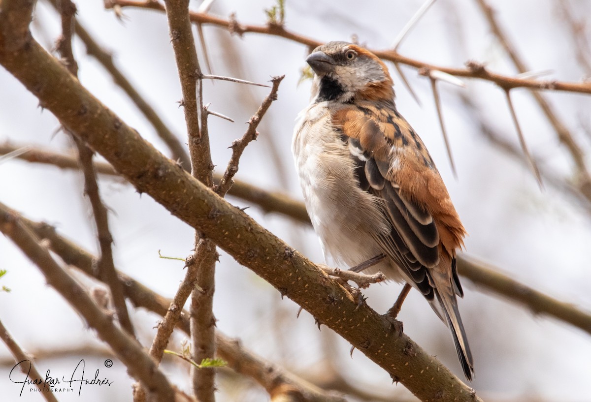 Kenya Rufous Sparrow - ML608515519