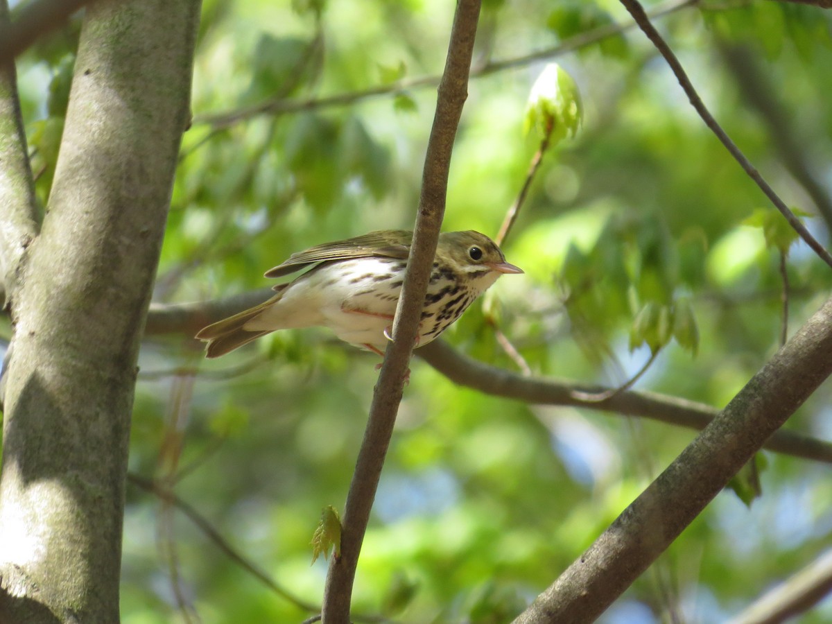 Ovenbird - ML608515545