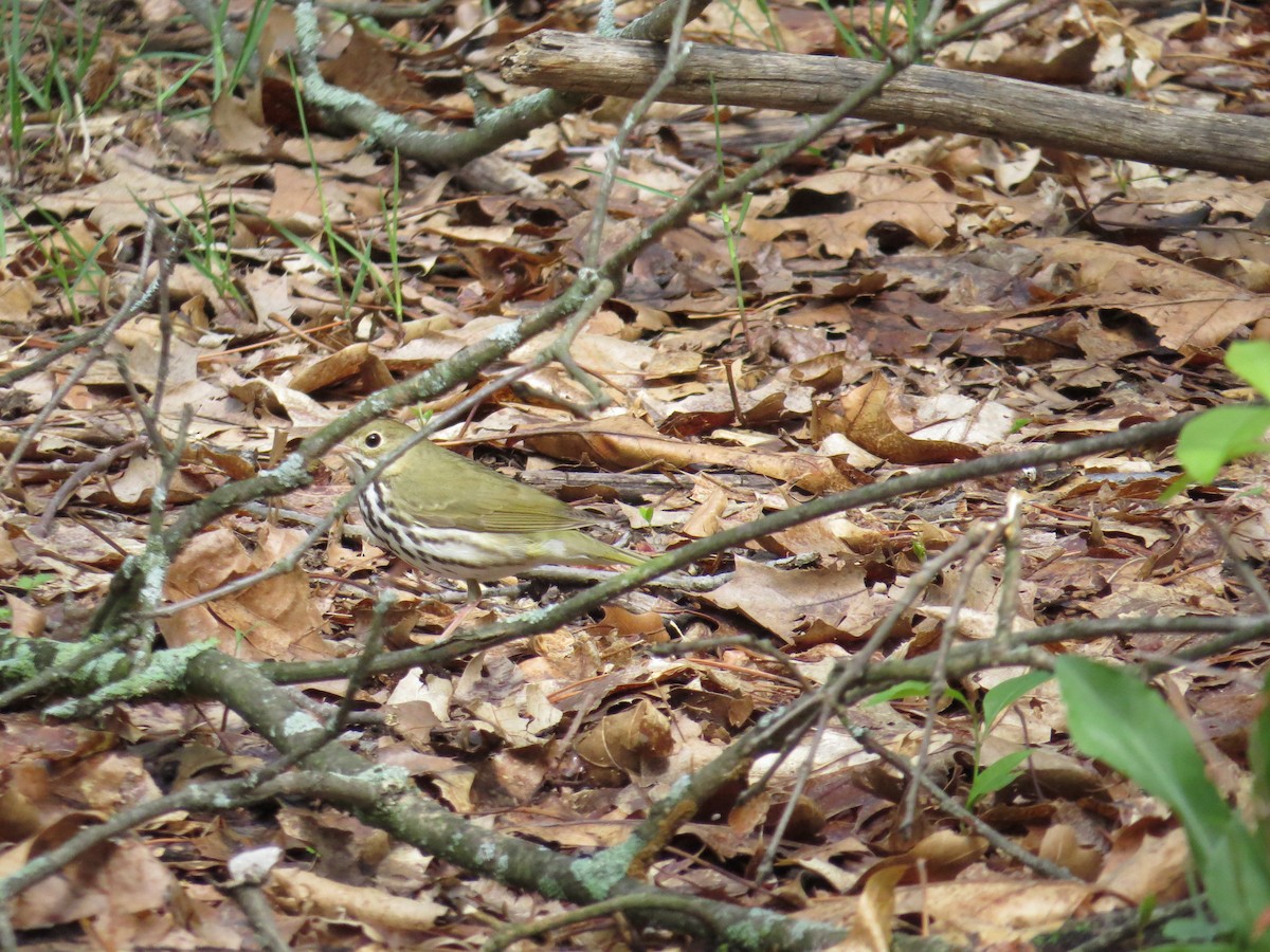 Ovenbird - ML608515547