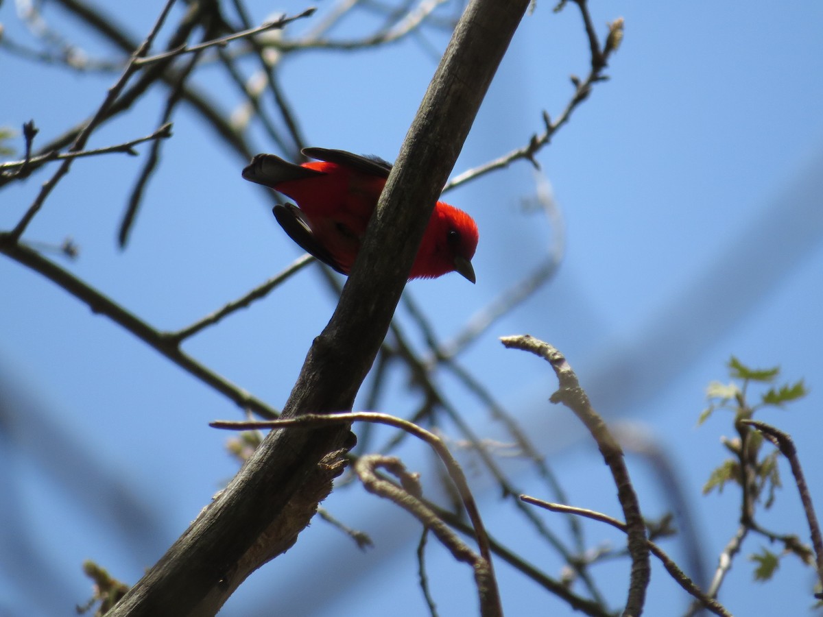 Scarlet Tanager - ML608515550