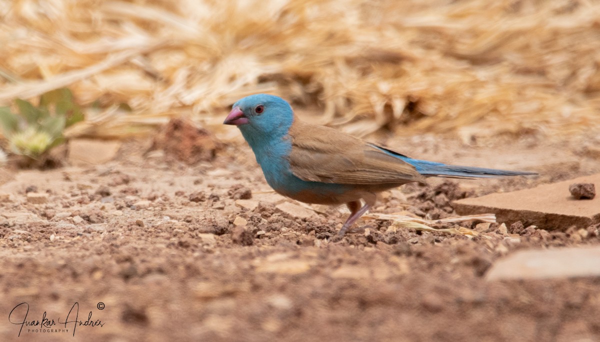 Blue-capped Cordonbleu - ML608515575