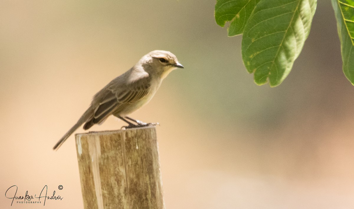 African Gray Flycatcher - ML608515576