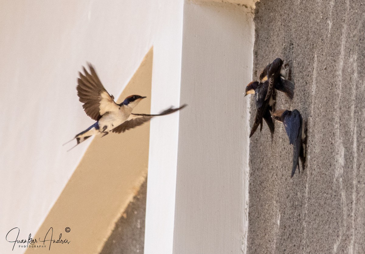 Wire-tailed Swallow - ML608515581