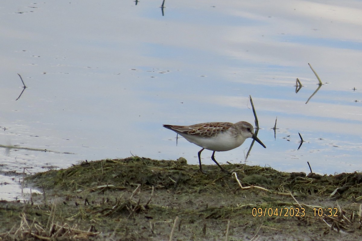 Western Sandpiper - ML608515609