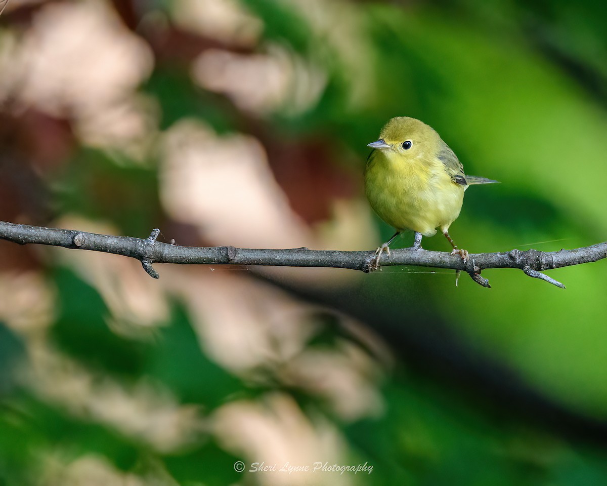 Yellow Warbler - ML608515628