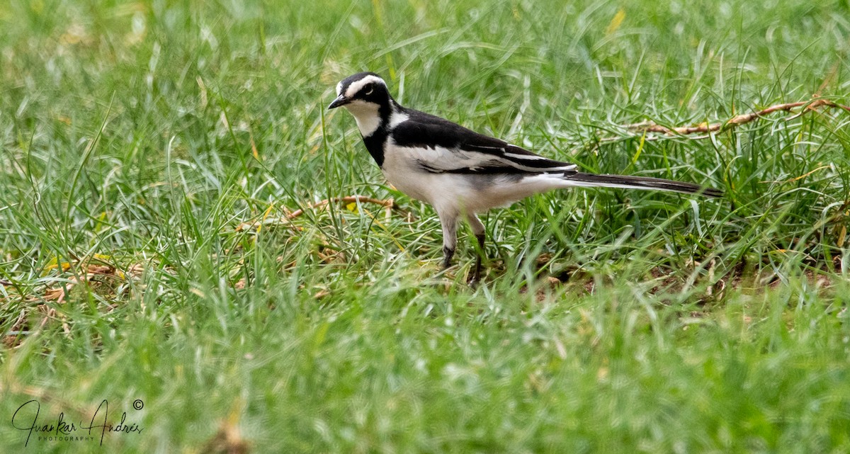 African Pied Wagtail - ML608515637