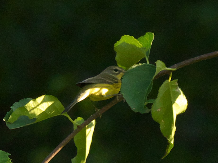 Prairie Warbler - ML608515670