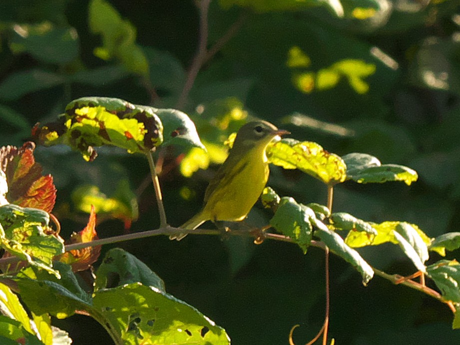 Prairie Warbler - ML608515673