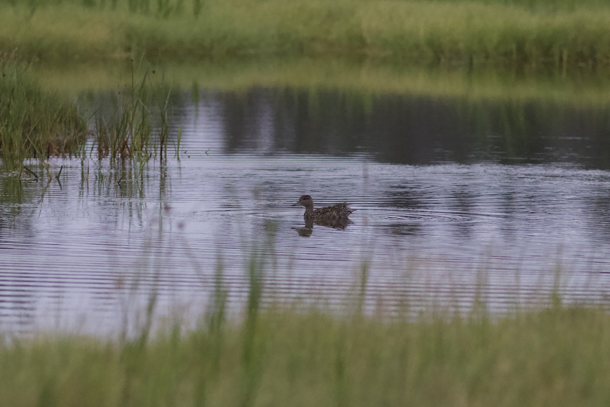 Green-winged Teal - ML608515686