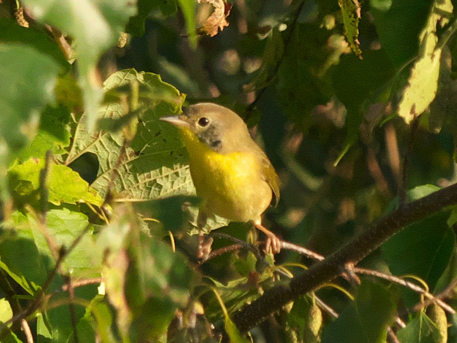 Common Yellowthroat - ML608515697