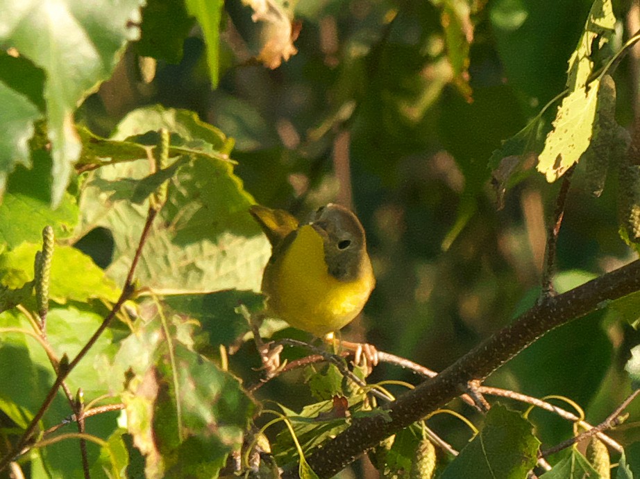 Common Yellowthroat - ML608515701