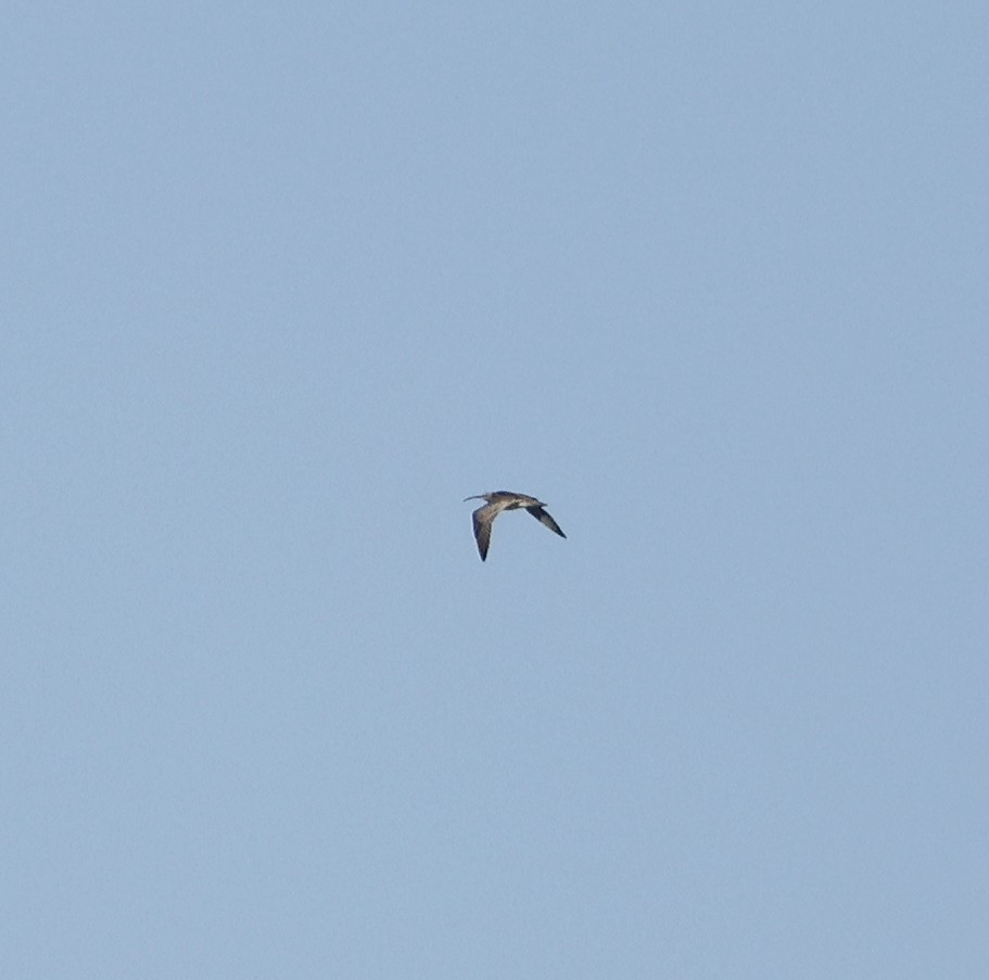 Whimbrel (Hudsonian) - ML608515736