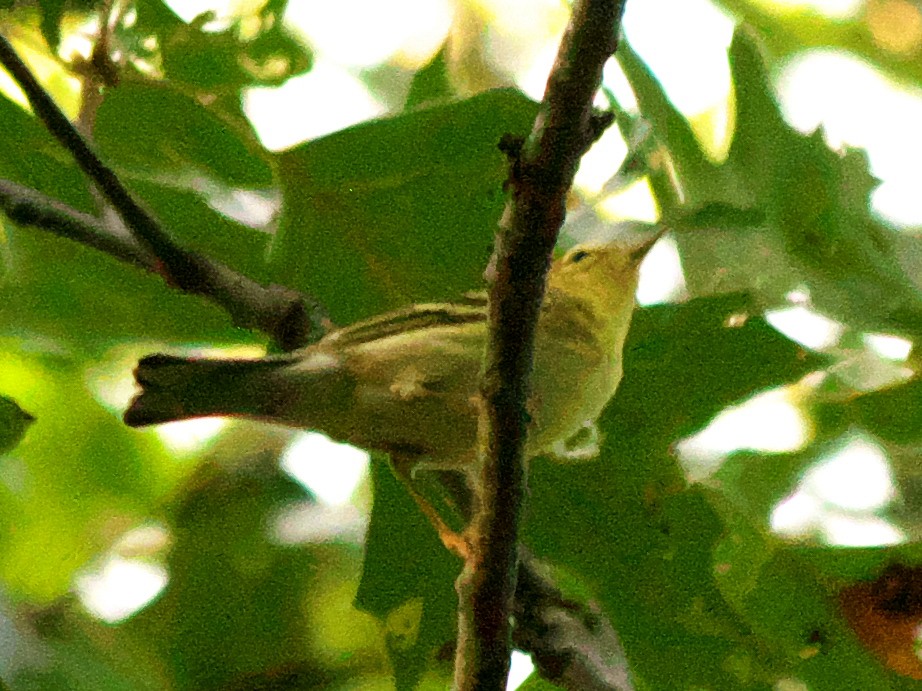 Blackpoll Warbler - ML608515779