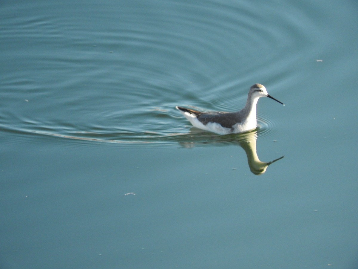 Falaropo Tricolor - ML608515796