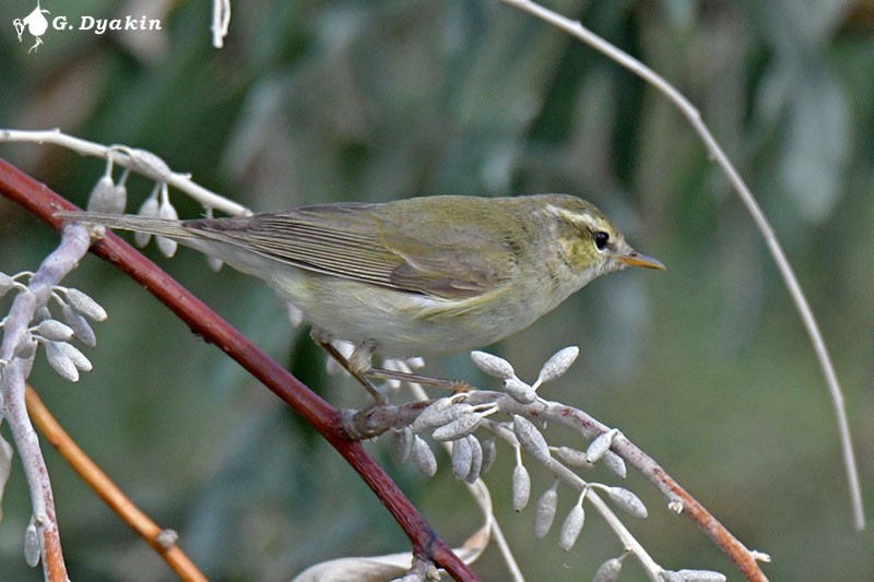 Greenish Warbler - ML608515826