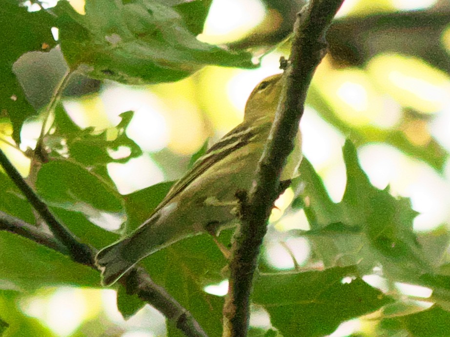 Blackpoll Warbler - ML608515901