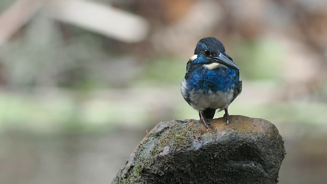 Javan Blue-banded Kingfisher - ML608515919