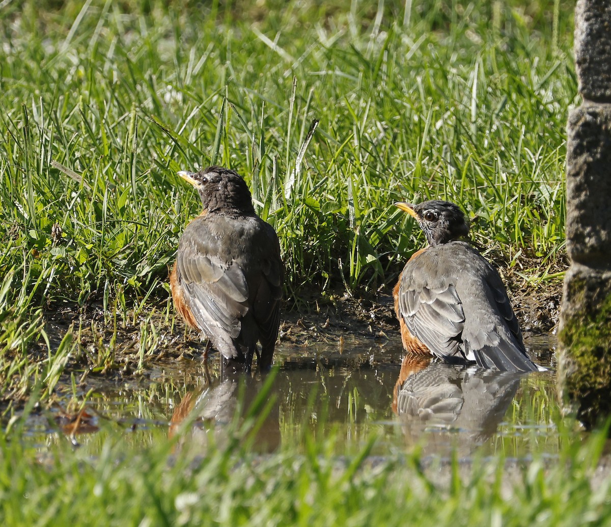 American Robin - ML608515942