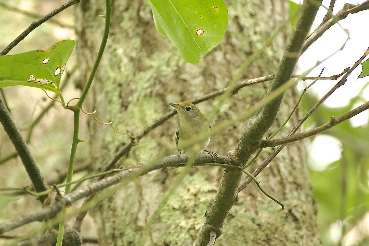 Chestnut-sided Warbler - ML608515943