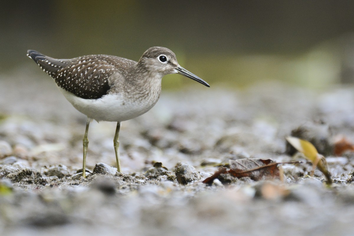 Solitary Sandpiper - ML608516043