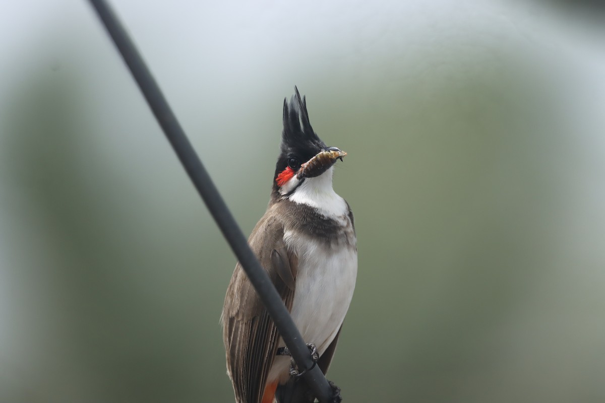 Red-whiskered Bulbul - ML608516119