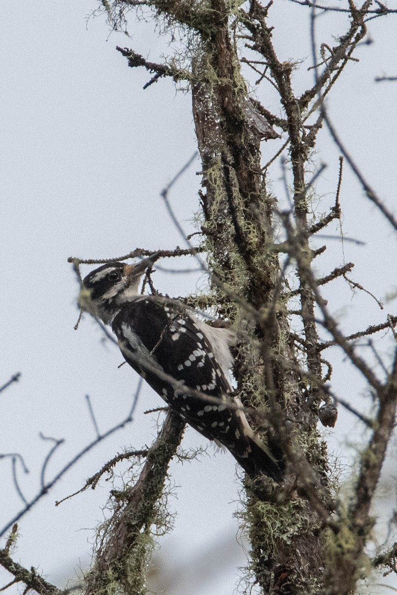 Hairy Woodpecker - ML608516166