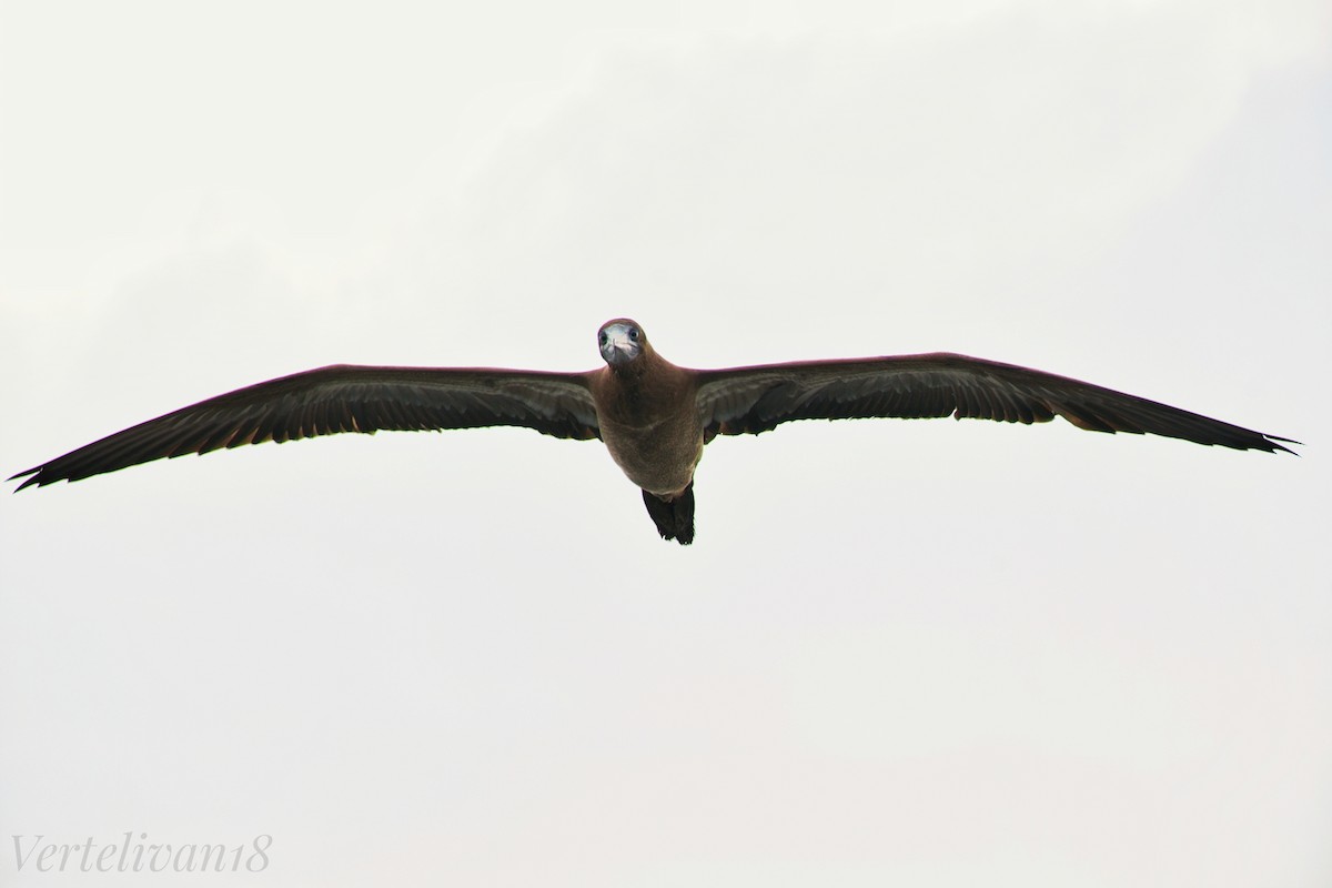 Brown Booby - Ivan Morales Vertel