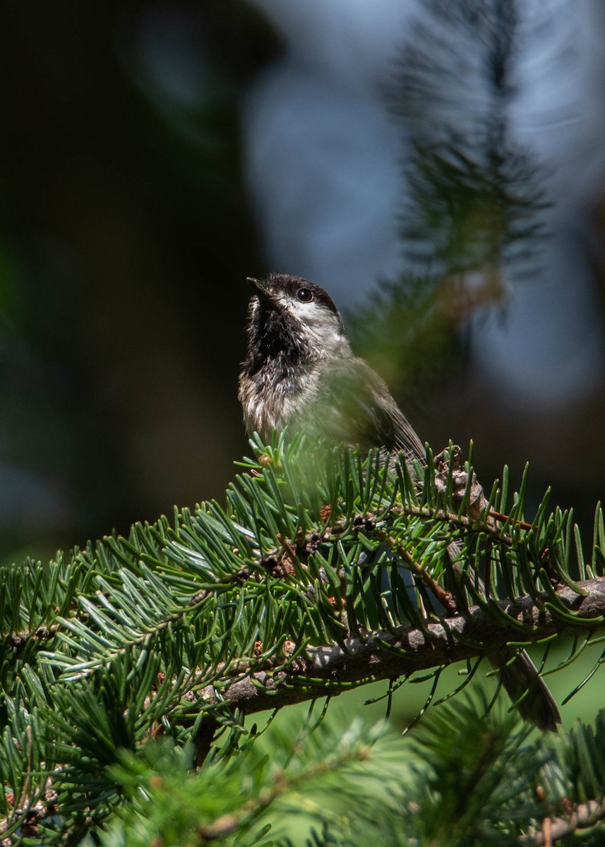 Mésange à tête noire - ML608516202