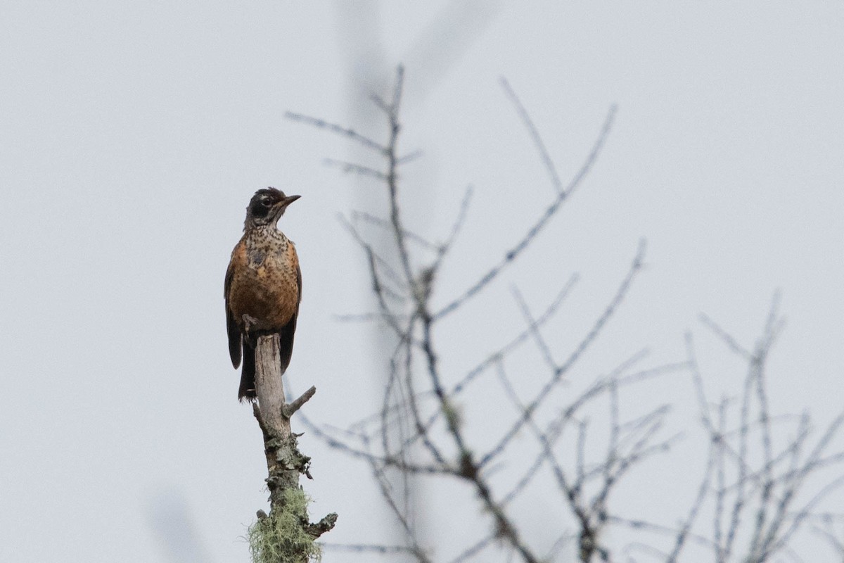 American Robin - vanessa millette