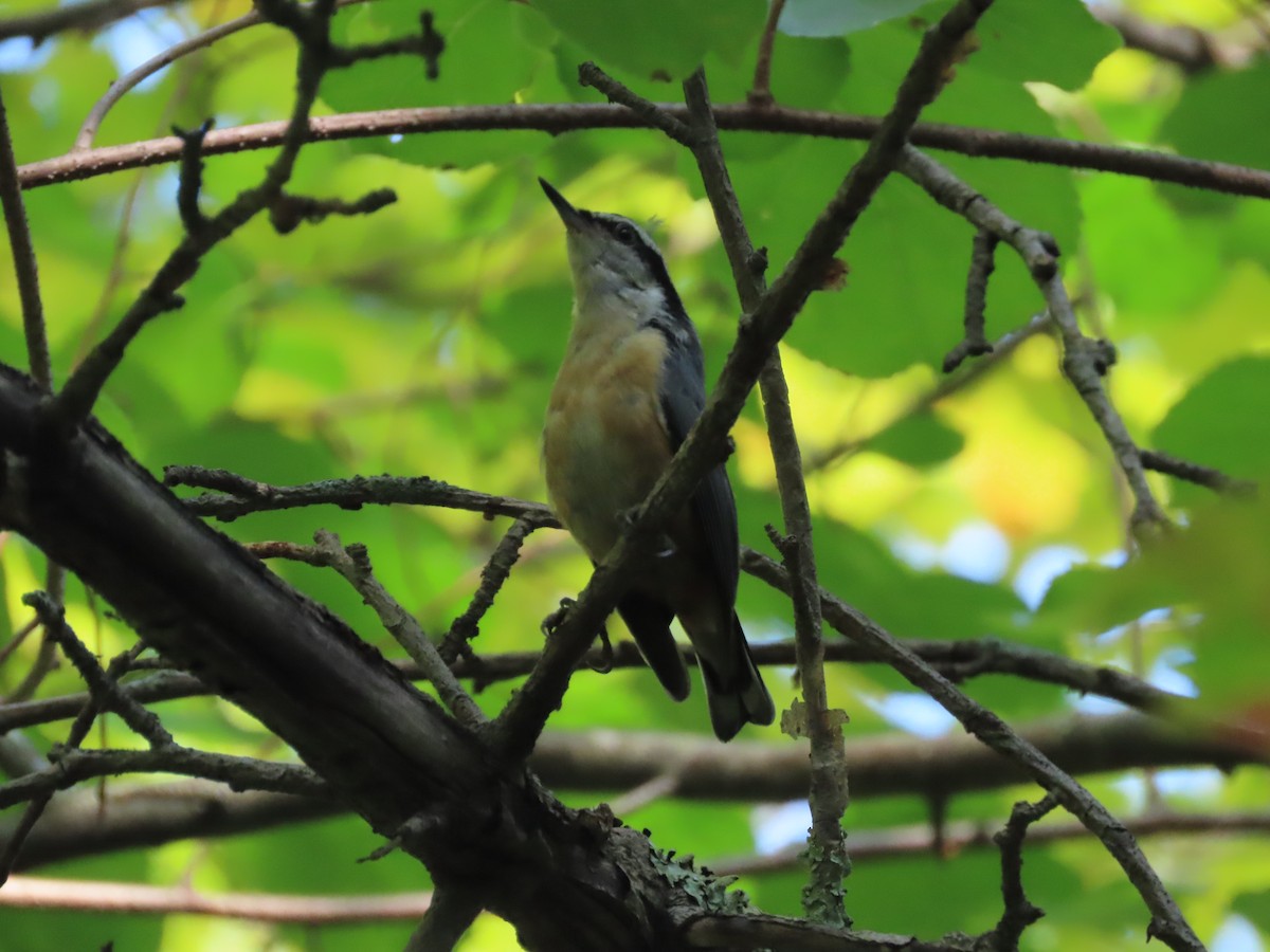 Red-breasted Nuthatch - ML608516252