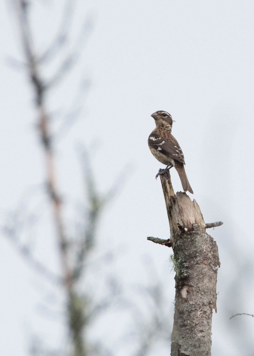 Rose-breasted Grosbeak - ML608516301