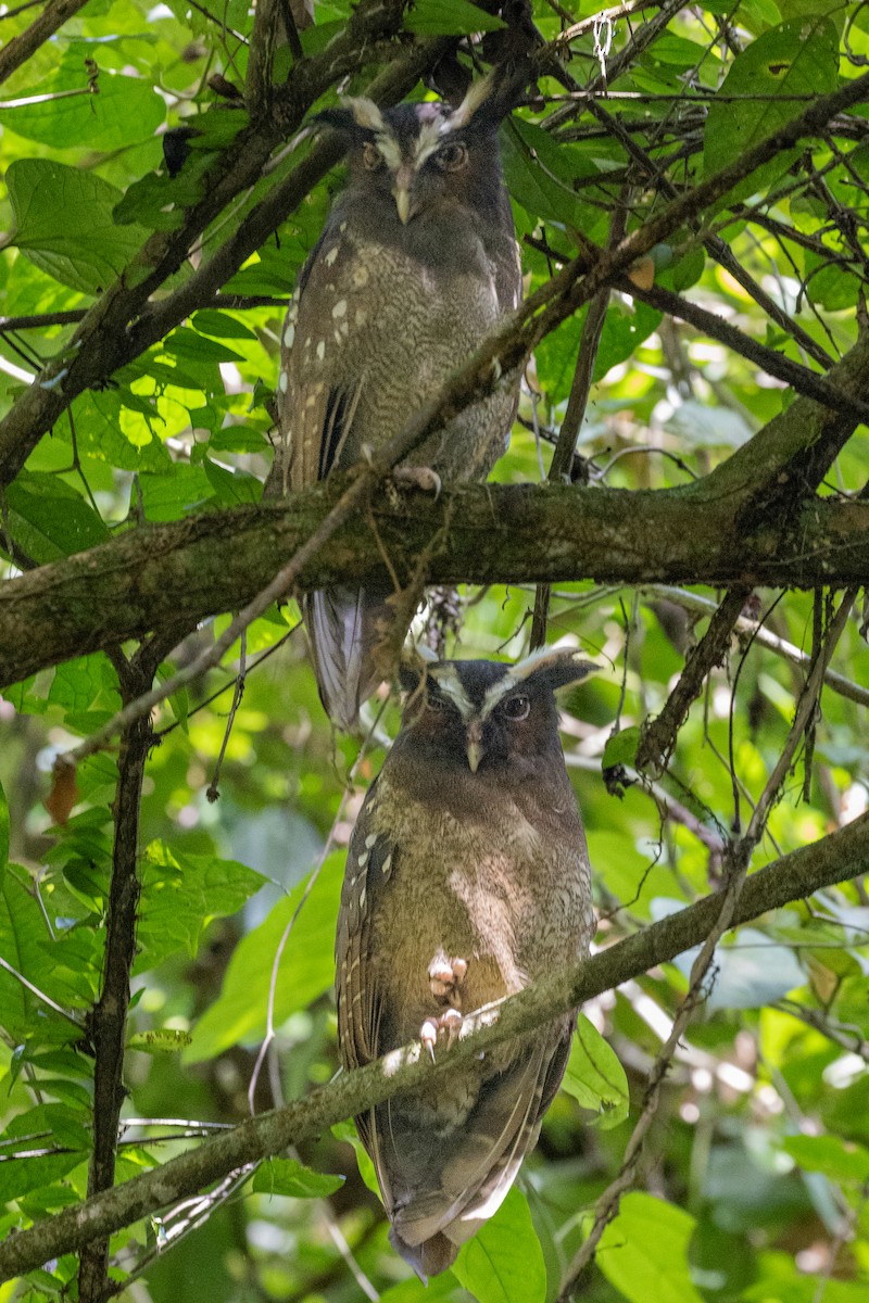 Crested Owl - ML608516322