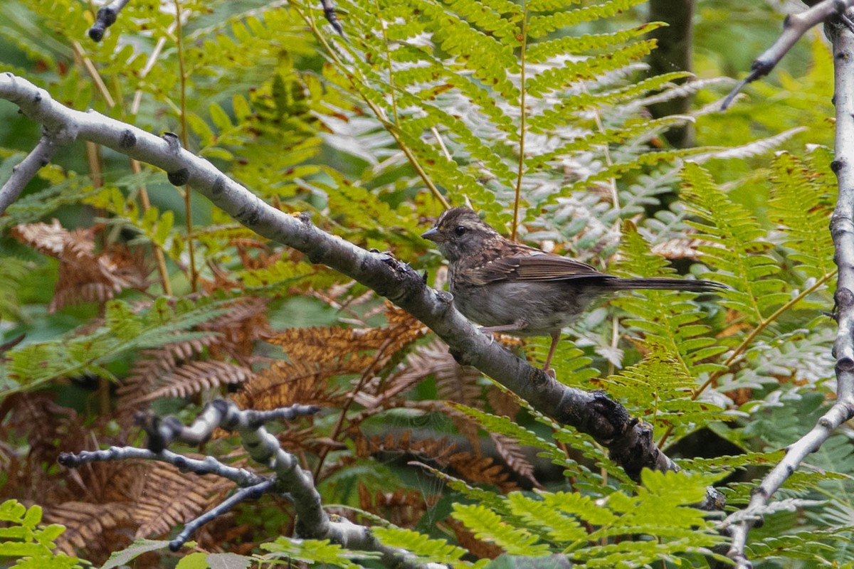 Swamp Sparrow - ML608516330