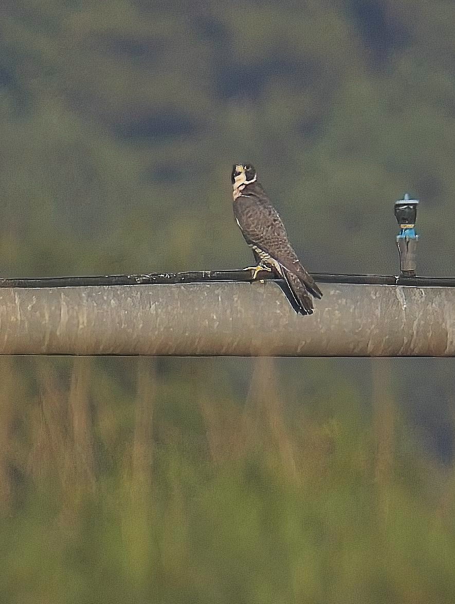 Peregrine Falcon - ML608516340